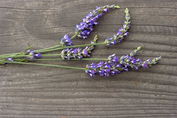 Verse lavendel over houten achtergrond — Stockfoto