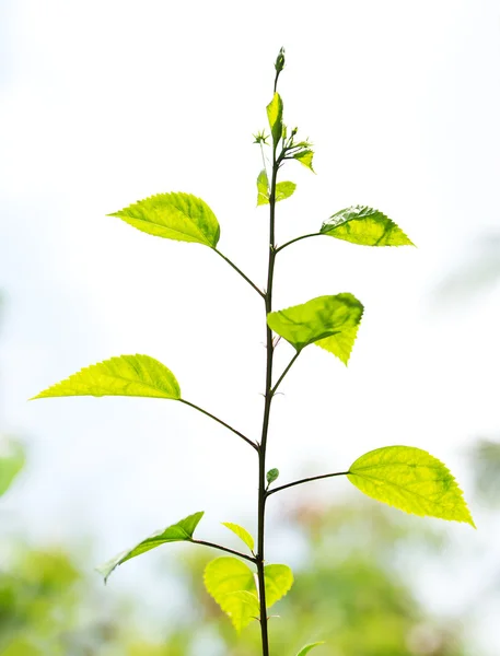 Planta joven verde en el fondo de la naturaleza —  Fotos de Stock