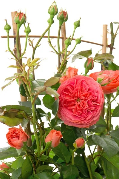 Dettaglio cespuglio di rose isolato su bianco — Foto Stock