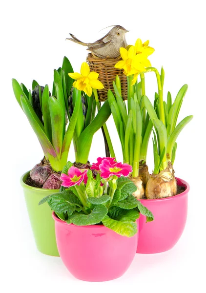 Hyacinth, pink primulas, yellow daffodils — Stock Photo, Image