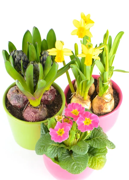 Fresh colorful spring flowers. hyacinth, pink primulas, yellow d — Stock Photo, Image