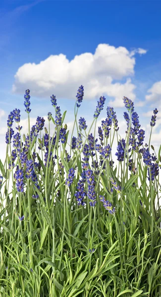 Fresh lavender plants over blue sky — Stock Photo, Image