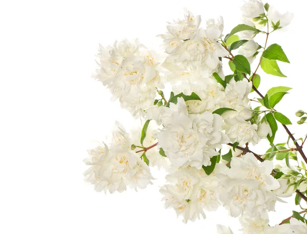 Blossoming branch of jasmine flowers — Stock Photo, Image