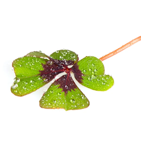 Zelený jetel list s kapky vody — Stock fotografie
