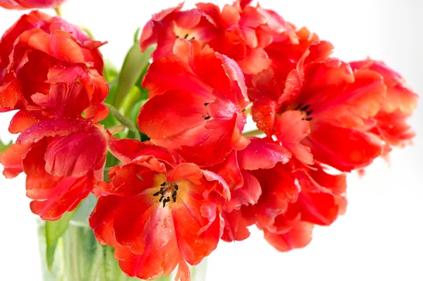 Tulipanes rojos sobre fondo blanco — Foto de Stock