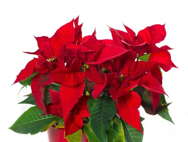 Belle poinsettia. fleur de Noël rouge — Photo