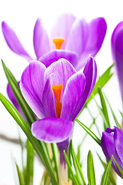 Close up of beautiful spring crocus flowers — Stock Photo, Image