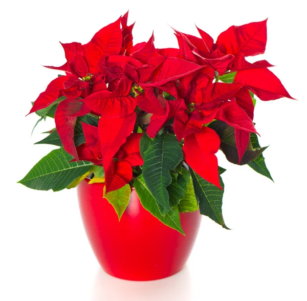 Belle poinsettia. fleur de Noël rouge — Photo