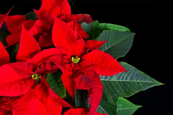 Poinsettia. stella di Natale rossa — Foto Stock