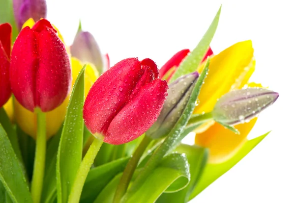 Färgglad bukett färska tulpaner blommor med vatten droppar — Stockfoto