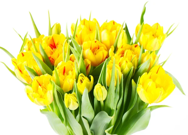 Свежие желтые цветы тюльпана — стоковое фото