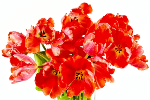 Red tulips on white background — Stock Photo, Image