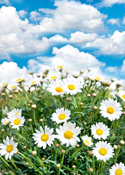 Daisy flowers on blue sky background — Stock Photo, Image