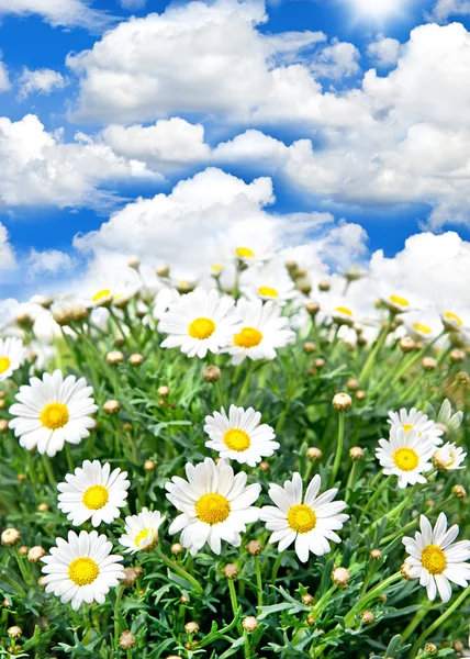 Gänseblümchen Blumen auf blauem Himmel Hintergrund — Stockfoto
