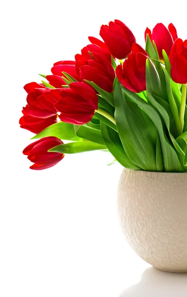 Bouquet of red fresh spring tulip flowers — Stok fotoğraf