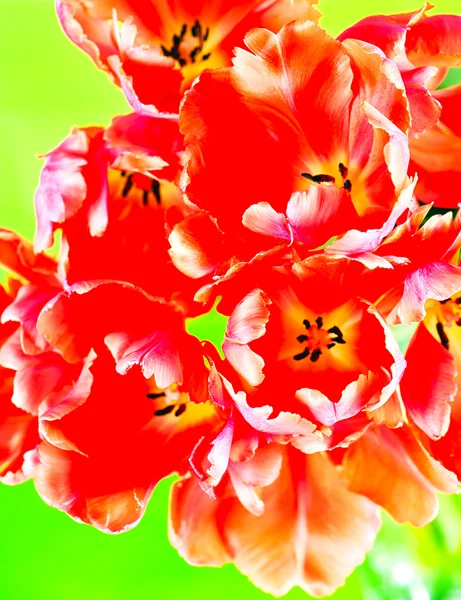 Red tulips on green background — Stock Photo, Image