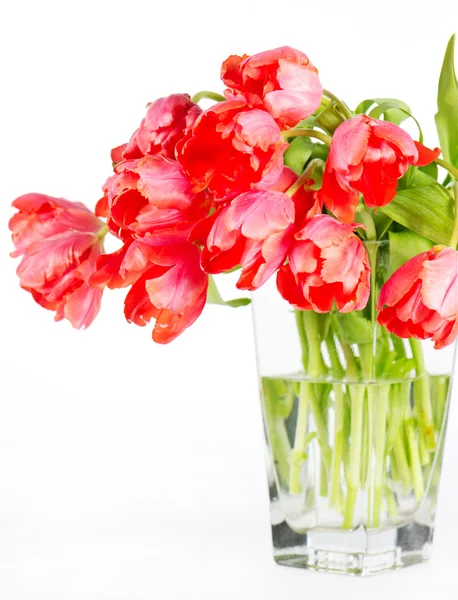 Hermosos tulipanes rojos en un jarrón de vidrio — Foto de Stock