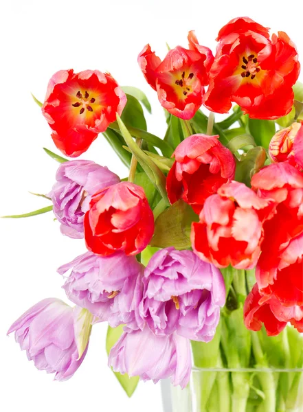 Colorful fresh spring tulip flowers — Stock Photo, Image