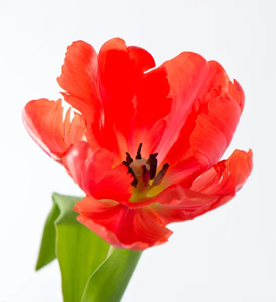 Red tulip — Stock Photo, Image