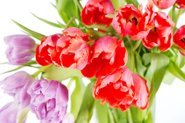 다채로운 신선한 튤립 꽃의 클로즈업 — 스톡 사진