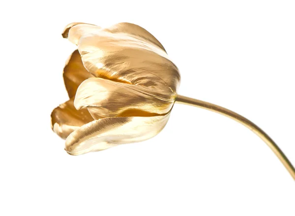 Golden tulip flower isolated on white — Stock Photo, Image