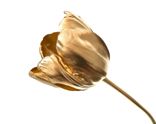 Flor de tulipa dourada isolada no branco — Fotografia de Stock