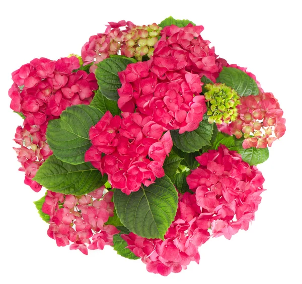 Schöne frische Hortensienblüten Bouquet — Stockfoto