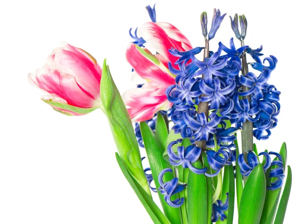 Tulpen und Hyazinthen auf weißem Hintergrund — Stockfoto