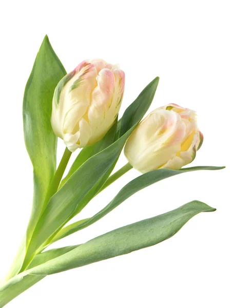 Iki yumuşak pastel Lale çiçek — Stok fotoğraf