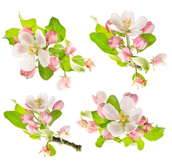 Apple tree våren blommor på vit bakgrund — Stockfoto