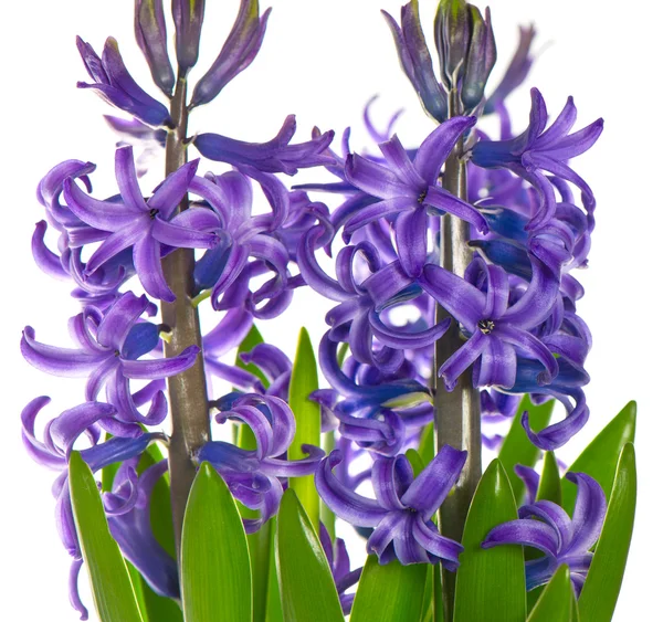 Close-up of spring hyacinth flower — Stock Photo, Image