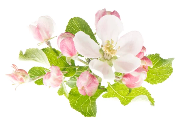 Ανοιξιάτικα άνθη. άνθη μηλιάς απομονωμένα σε λευκό. — Φωτογραφία Αρχείου