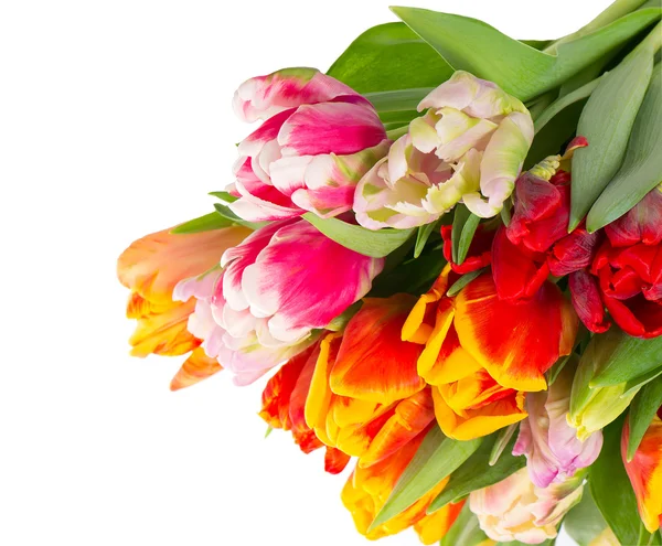Букет свіжих весняних квітів тюльпанів — стокове фото