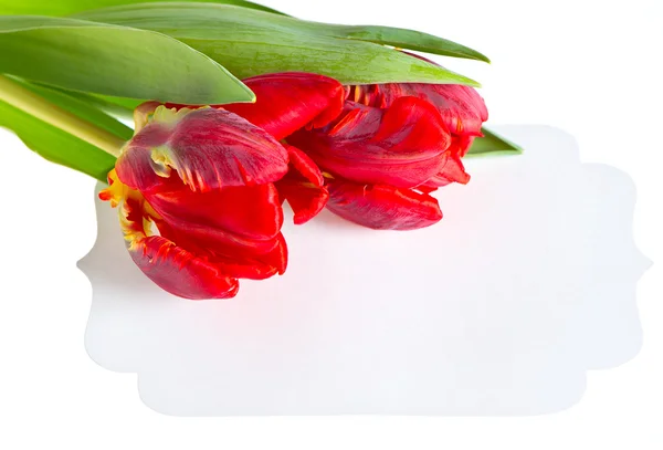 Dos hermosos tulipanes rojos frescos — Foto de Stock