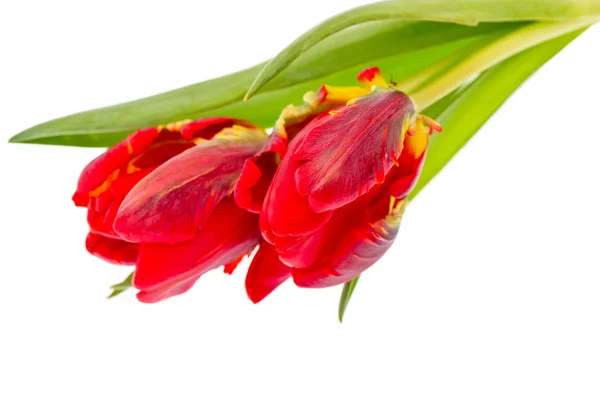 Deux fleurs de tulipes rouges fraîches — Photo