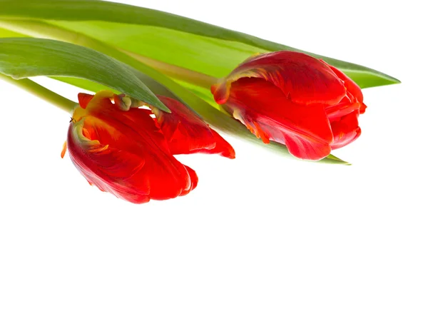 Två röda tulpan blommor över vita — Stockfoto