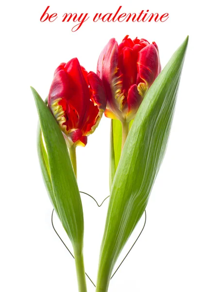 Два свежих красных цветка тюльпана на белом — стоковое фото