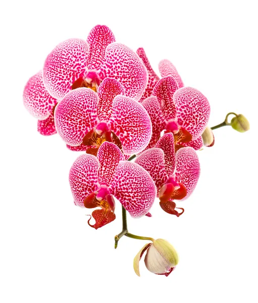 Fleur d'orchidée sur fond blanc — Photo