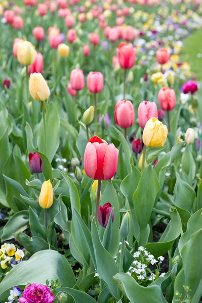 花壇で各種色とりどりのチューリップ — ストック写真