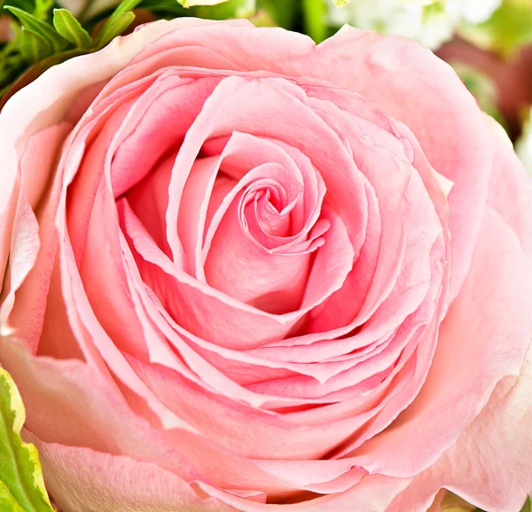 新鲜的粉色玫瑰的特写 — 图库照片
