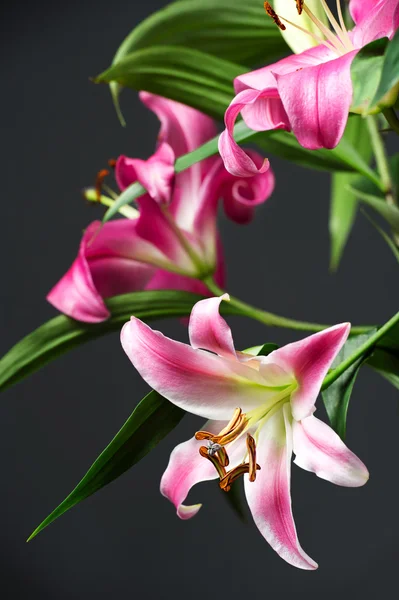 Roze lily bloemen — Stockfoto