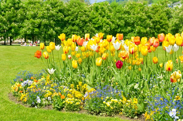 Flores de tulipán de primavera coloridas frescas con hierba verde — Foto de Stock