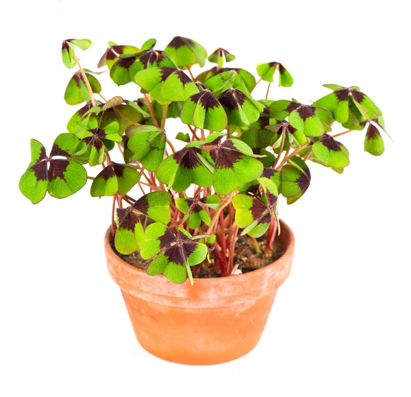 Pot with four leaf clover plant — Stock Photo, Image