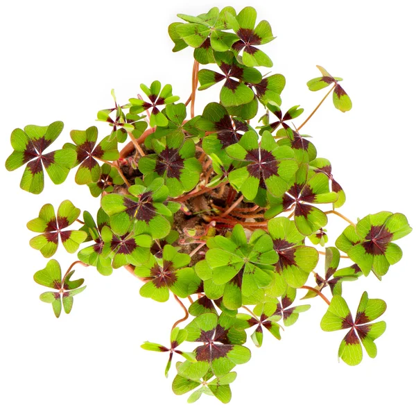 Four leaf clover plant. St. Patrick's Day symbol — Stock Photo, Image