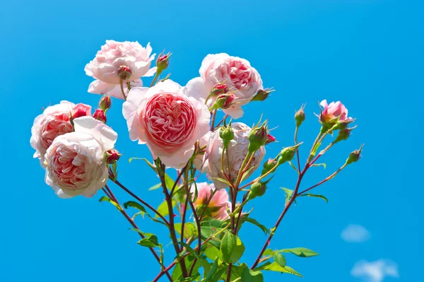 Pink roses over vibrant blue sky — Stock Photo, Image