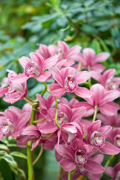Flor de orquídea rosa com plantas tropicais verdes — Fotografia de Stock