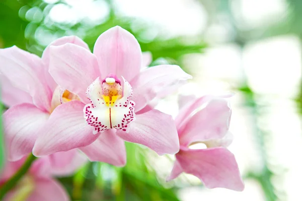 Красивый розовый цветок орхидеи на зеленых листьях — стоковое фото
