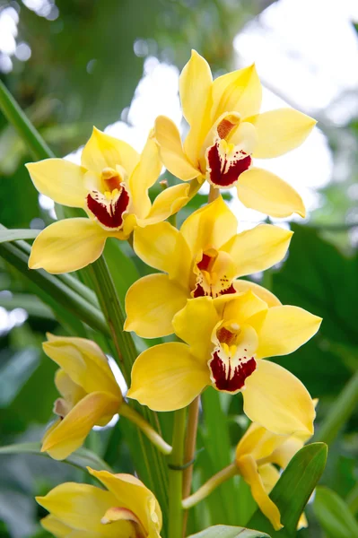 Flor de orquídea exótica com plantas tropicais verdes — Fotografia de Stock