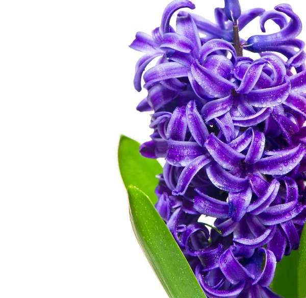 Blue hyacinth flower with water drops — Stock Photo, Image