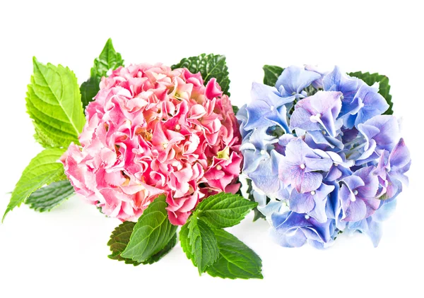 Beautiful hortensia isolated on white. pink and blue hydrangea — Stock Photo, Image